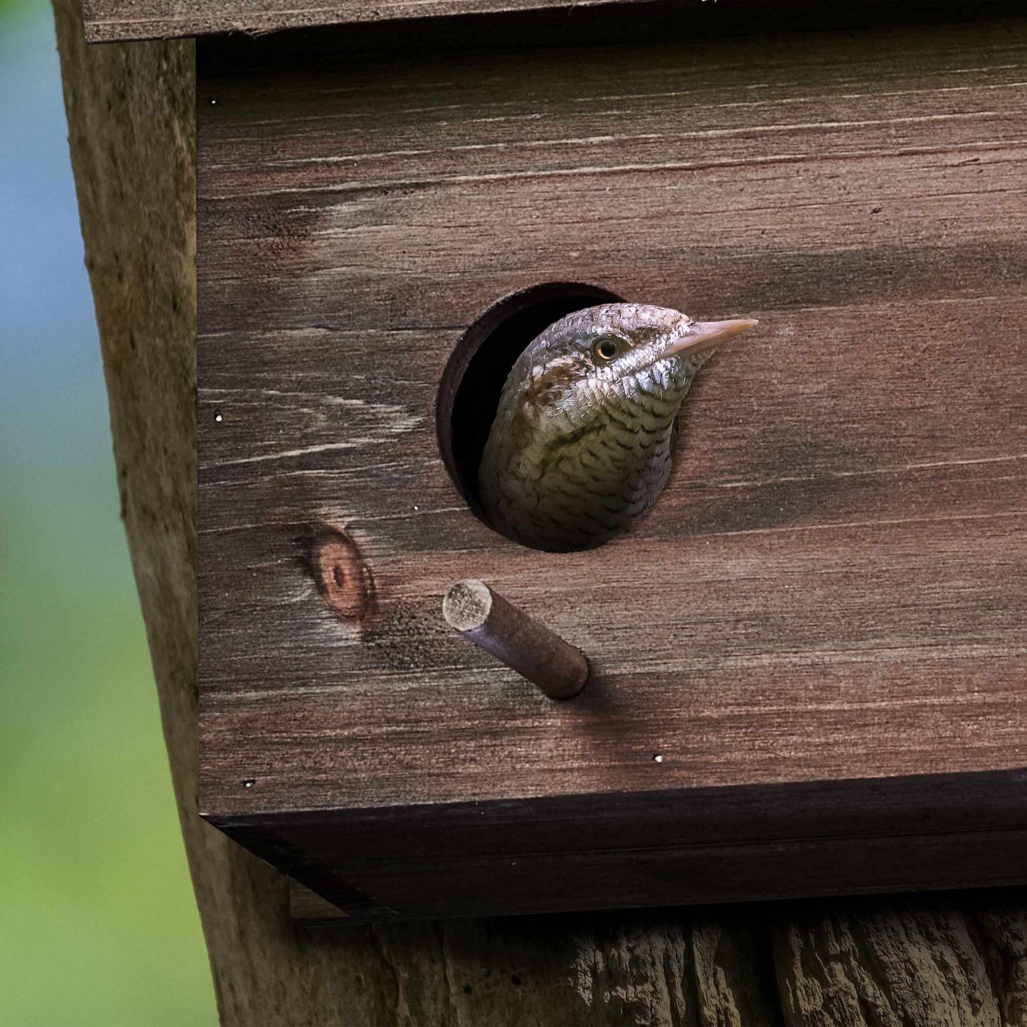 Nest for starlings
