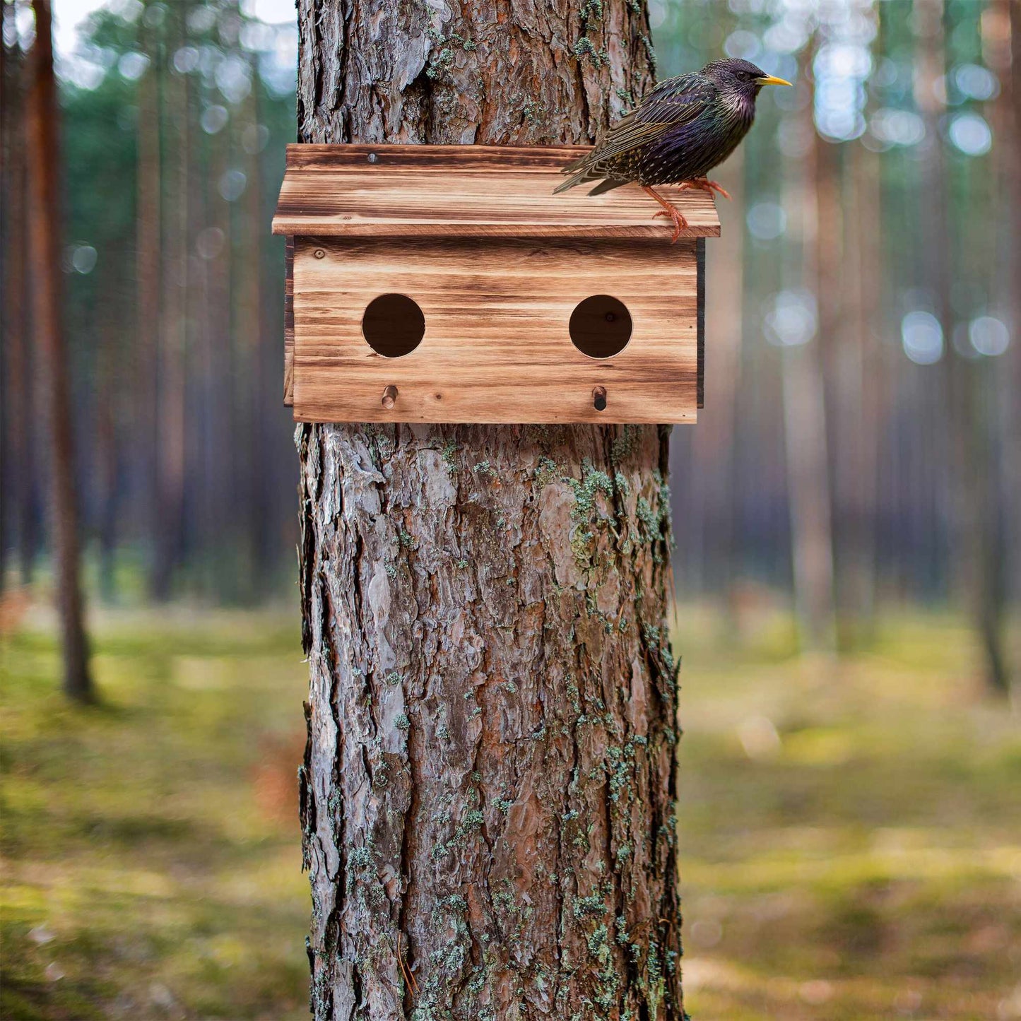 Nest for starlings