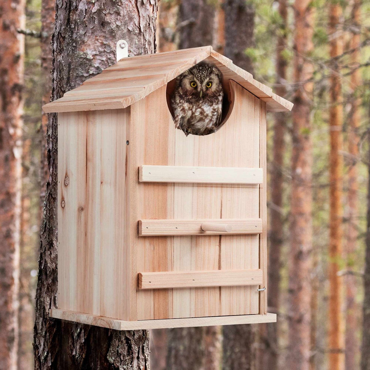 Owls Nest Box Wood