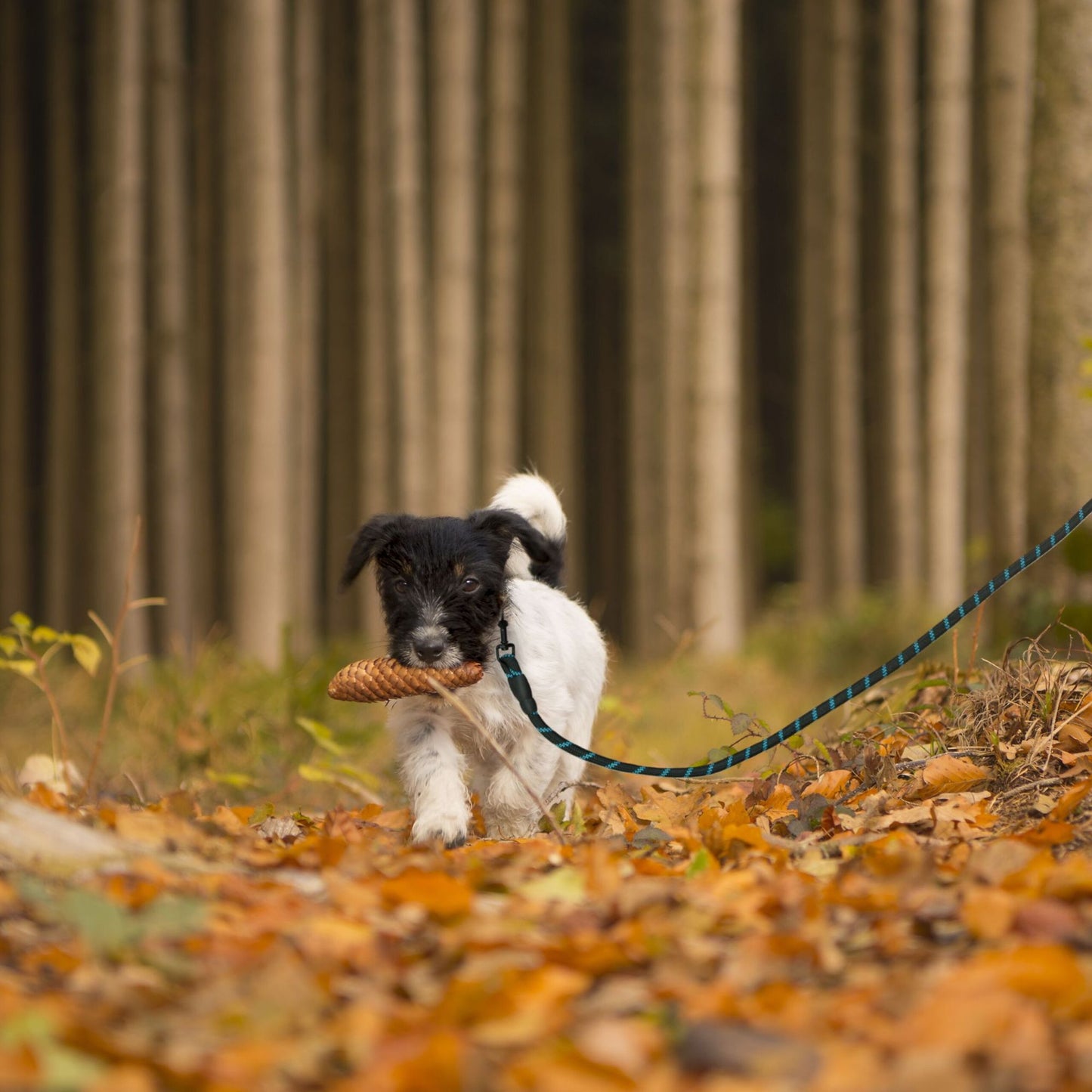 Padded dog leash black 150 cm
