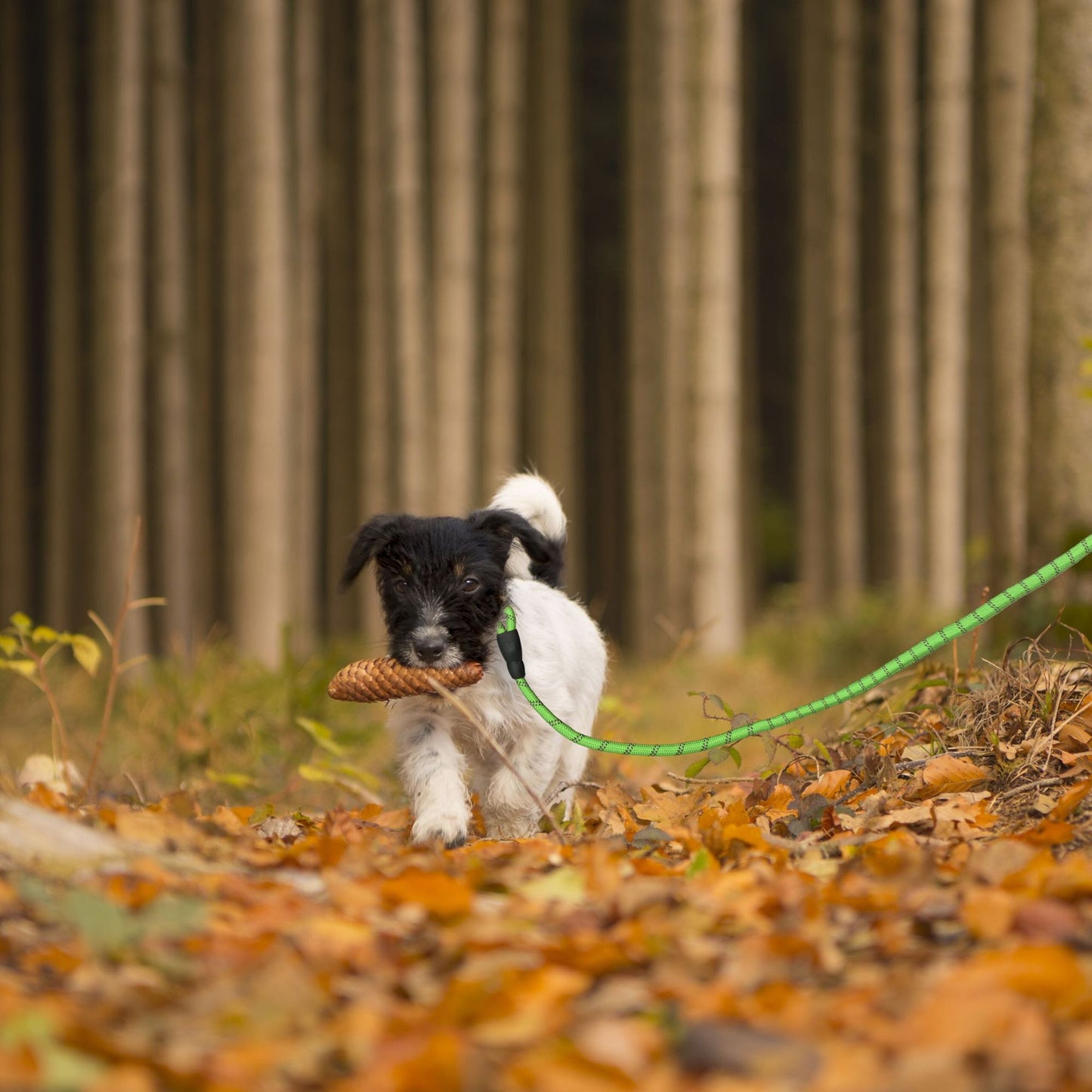 Padded dog leash green 150 cm