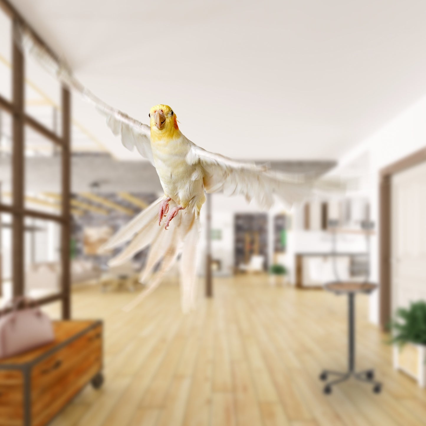 Parrot Perch