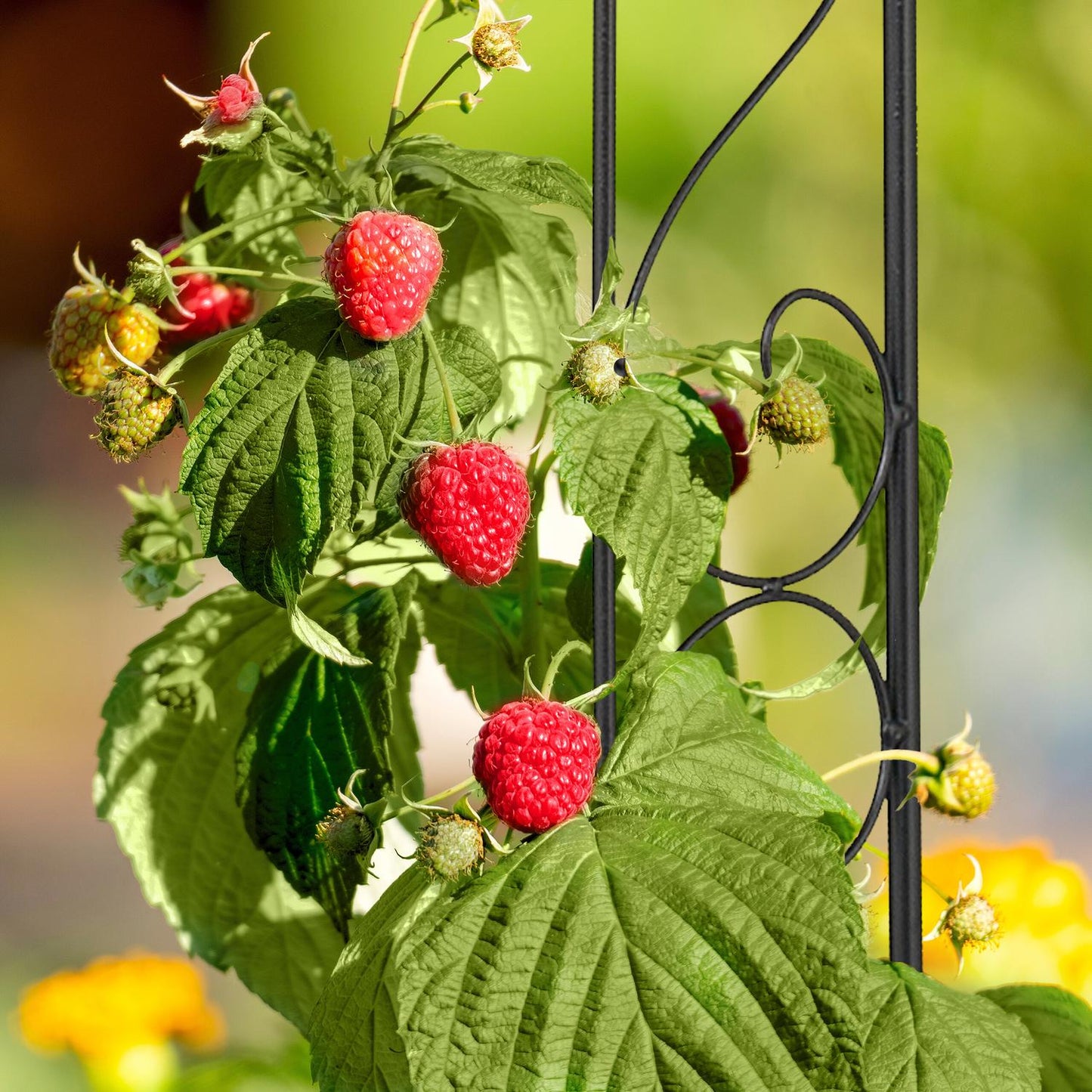 Plant Support Hook, 145 cm Metal Trellis