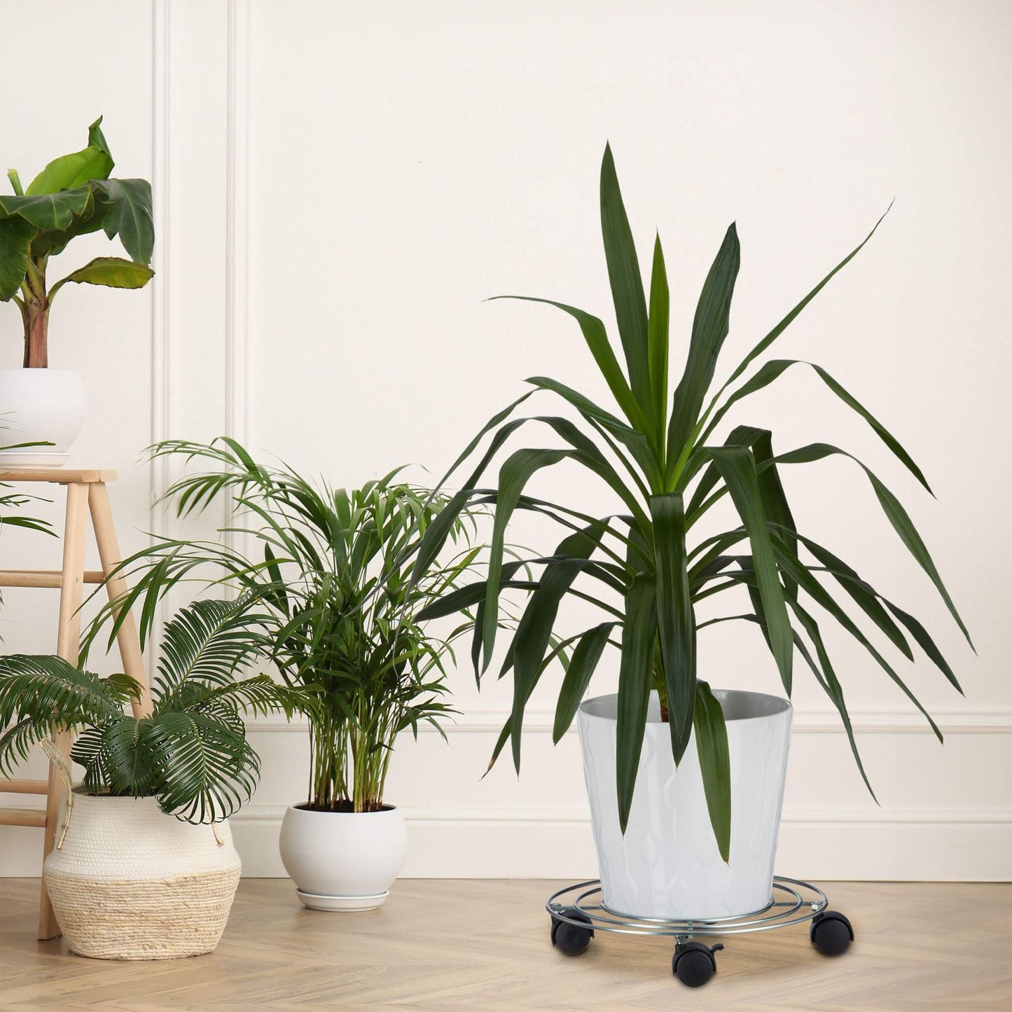 Plant choice set of 4