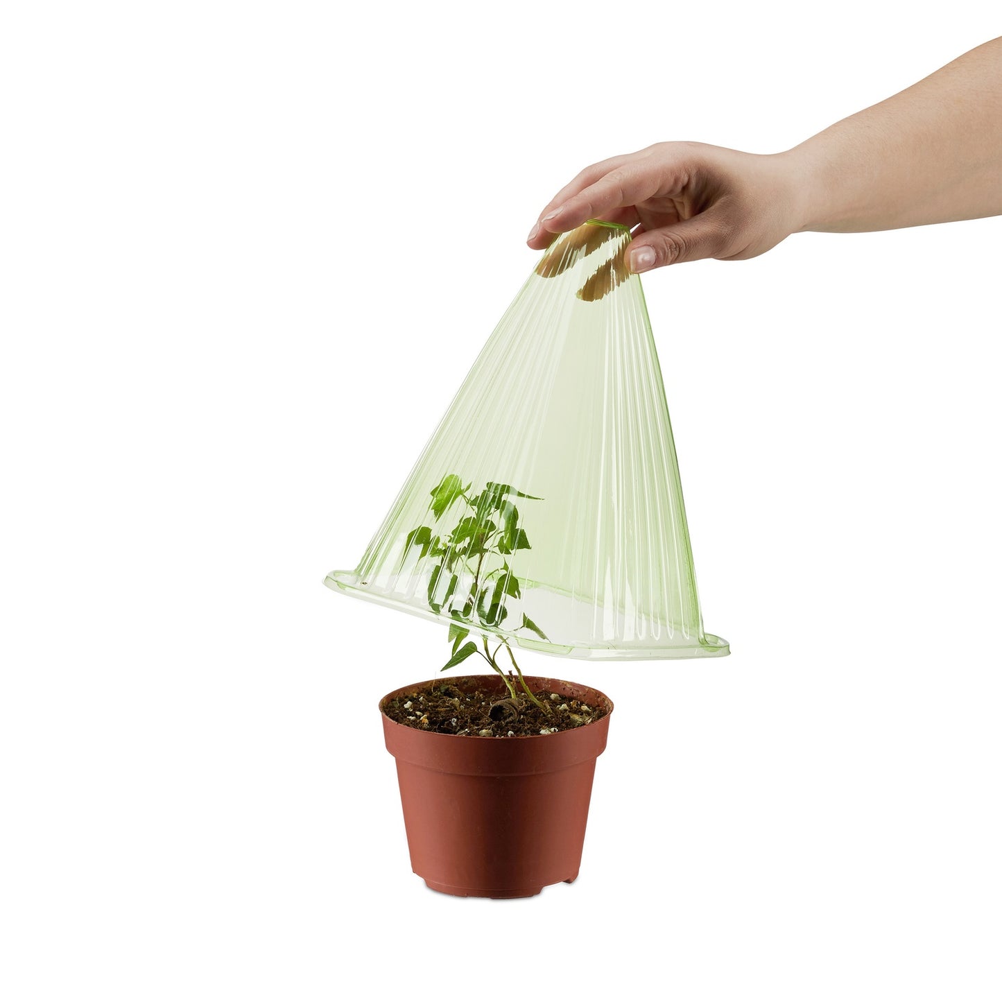 Plant hat in a set of 10