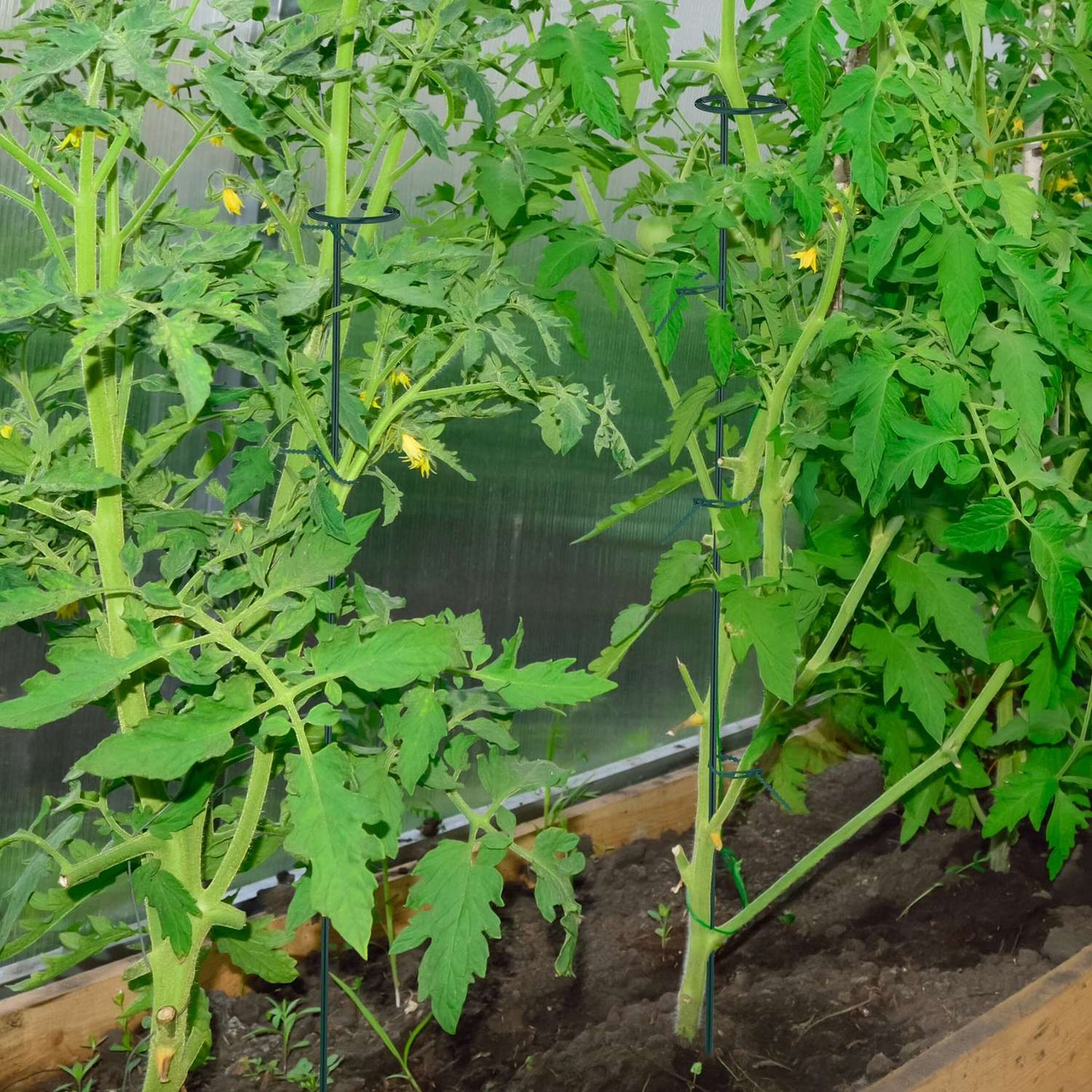 Plant supports in metal 10-pack