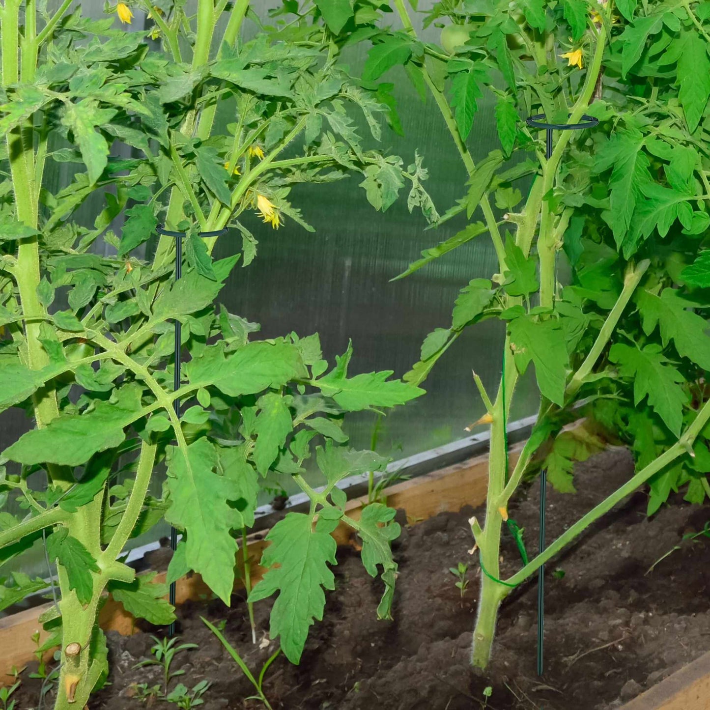 Plant supports in metal 10-pack