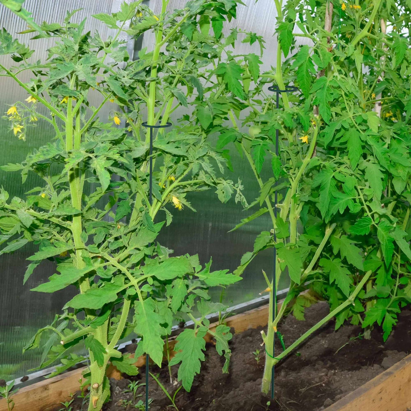 Plant supports in metal, 8-pack