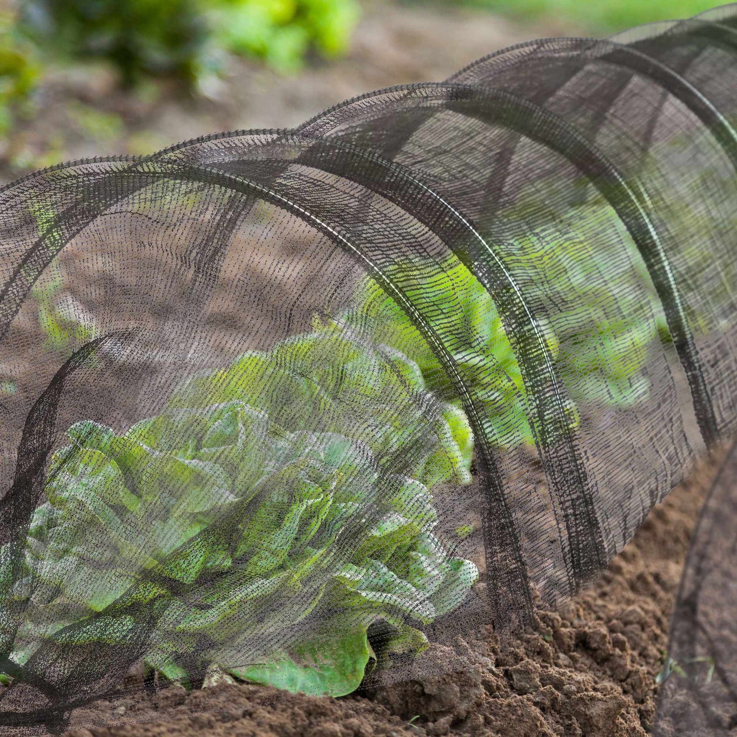 Plant tunnel 3 m in sets of 2
