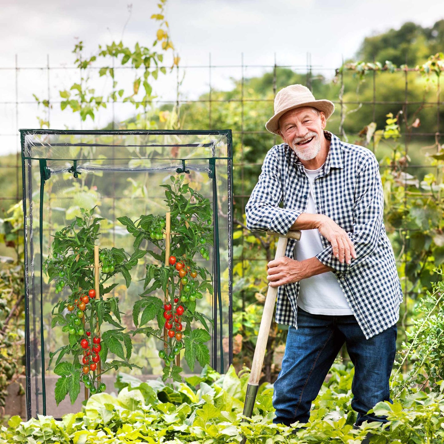Plastic tomato greenhouse