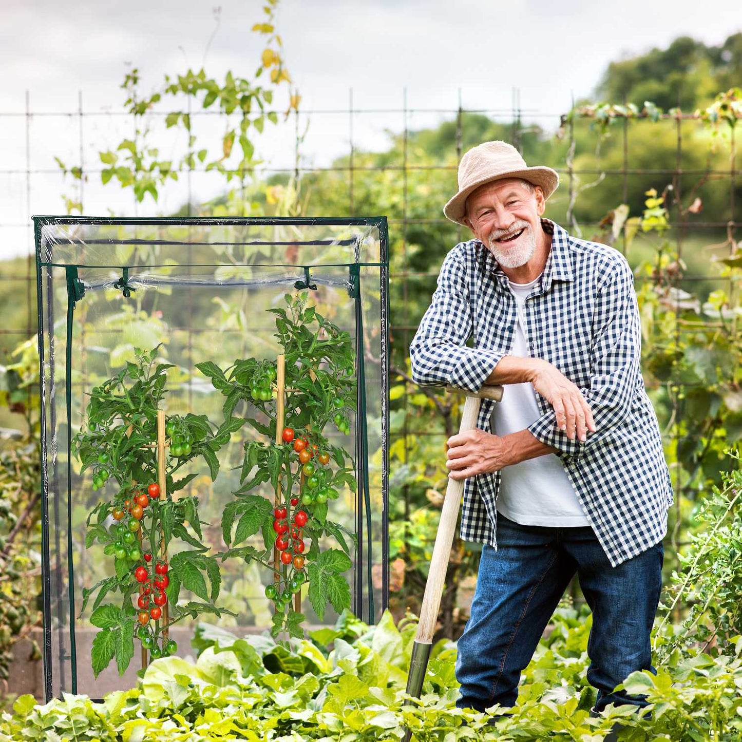 Plastic tomato greenhouse