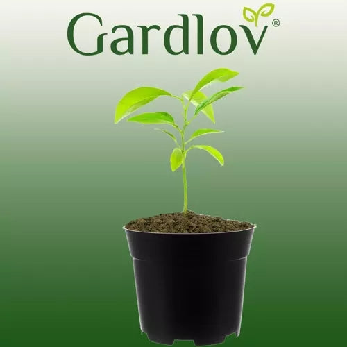 Production pot - set of 200 pcs