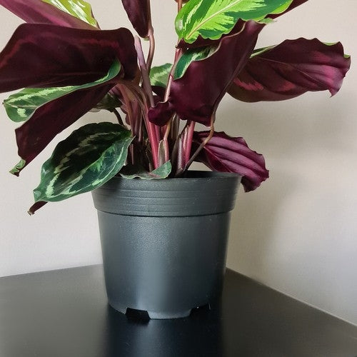 Production pot - set of 20 pcs