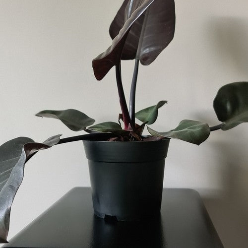 Production pot - set of 20 pcs