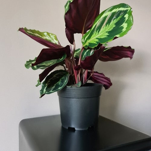 Production pot - set of 20 pcs