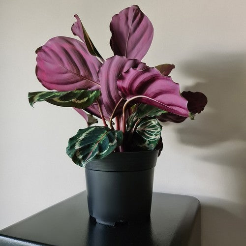 Production pot - set of 20 pcs