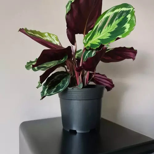 Production pot - set of 500 pcs