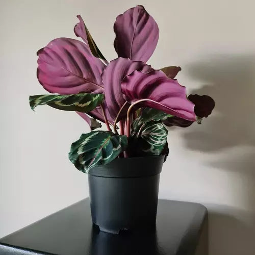 Production pot - set of 500 pcs