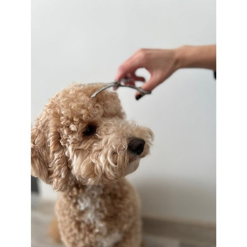 Purlov 23186 dog grooming scissors