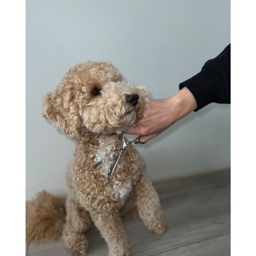 Purlov 23186 dog grooming scissors