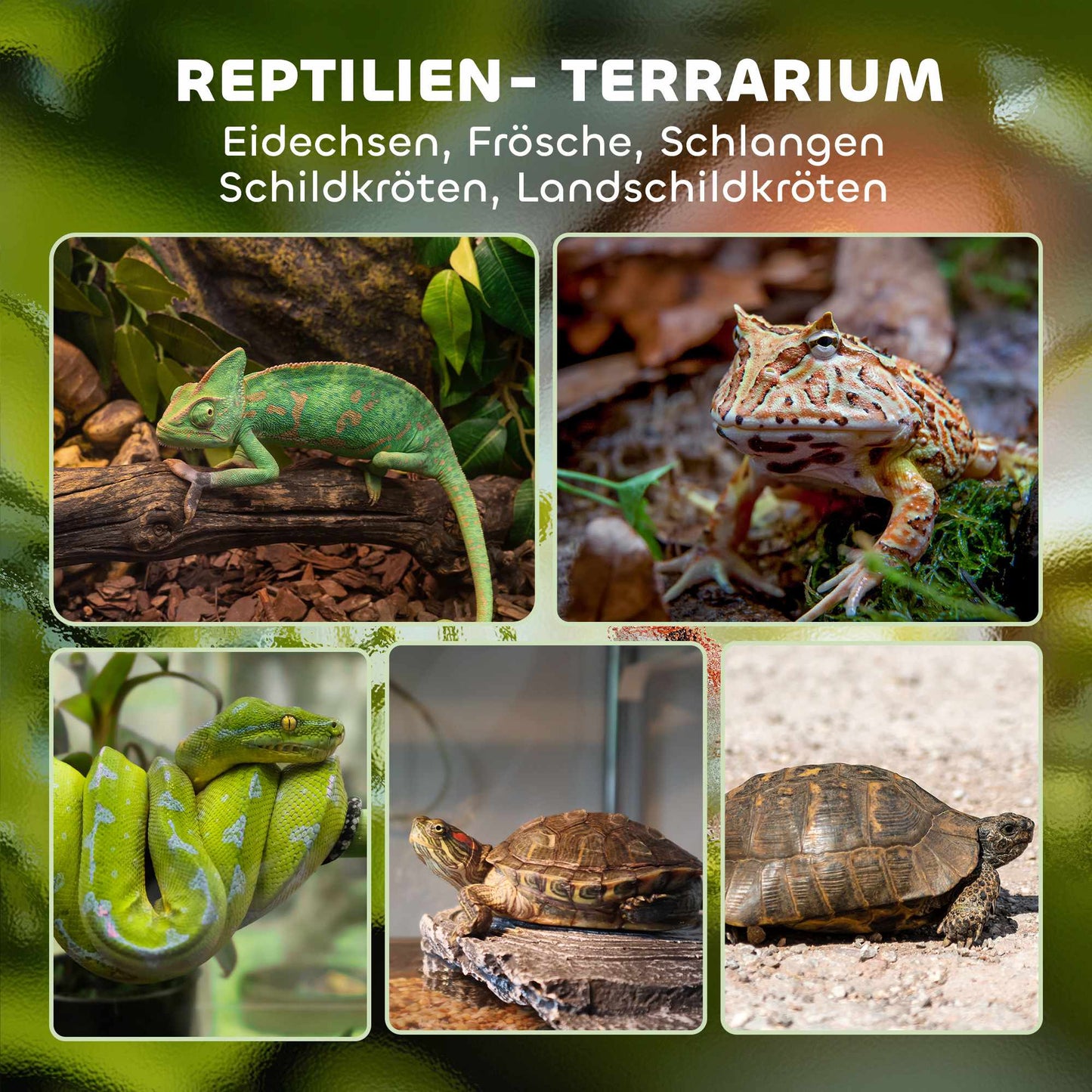 Reptile Glass Terrarium, Waterproof Base, Secure Lock