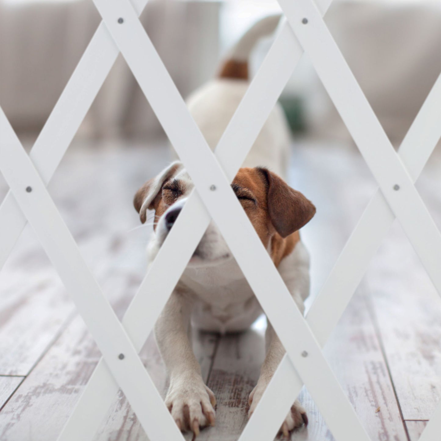 Retractable dog rail in white