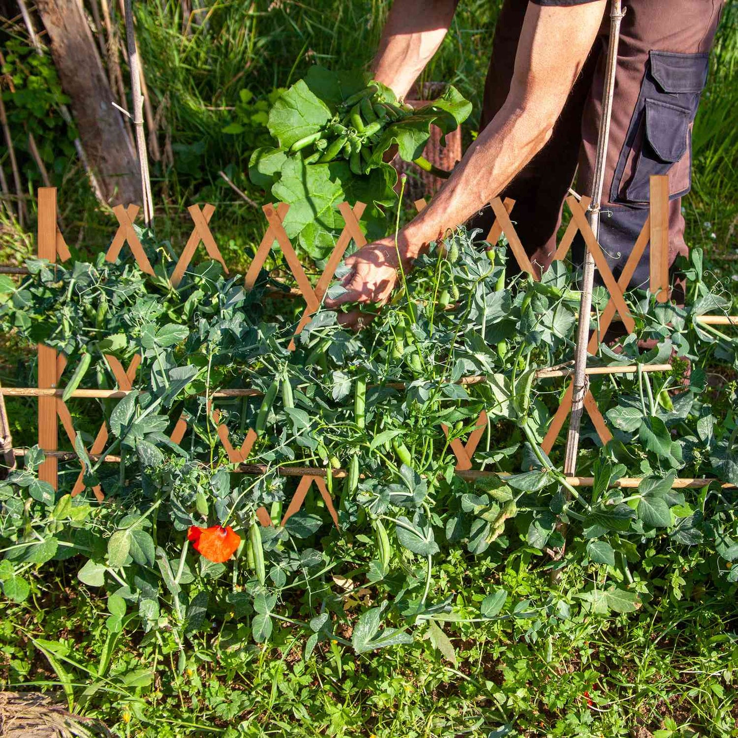 Retractable wooden trellis