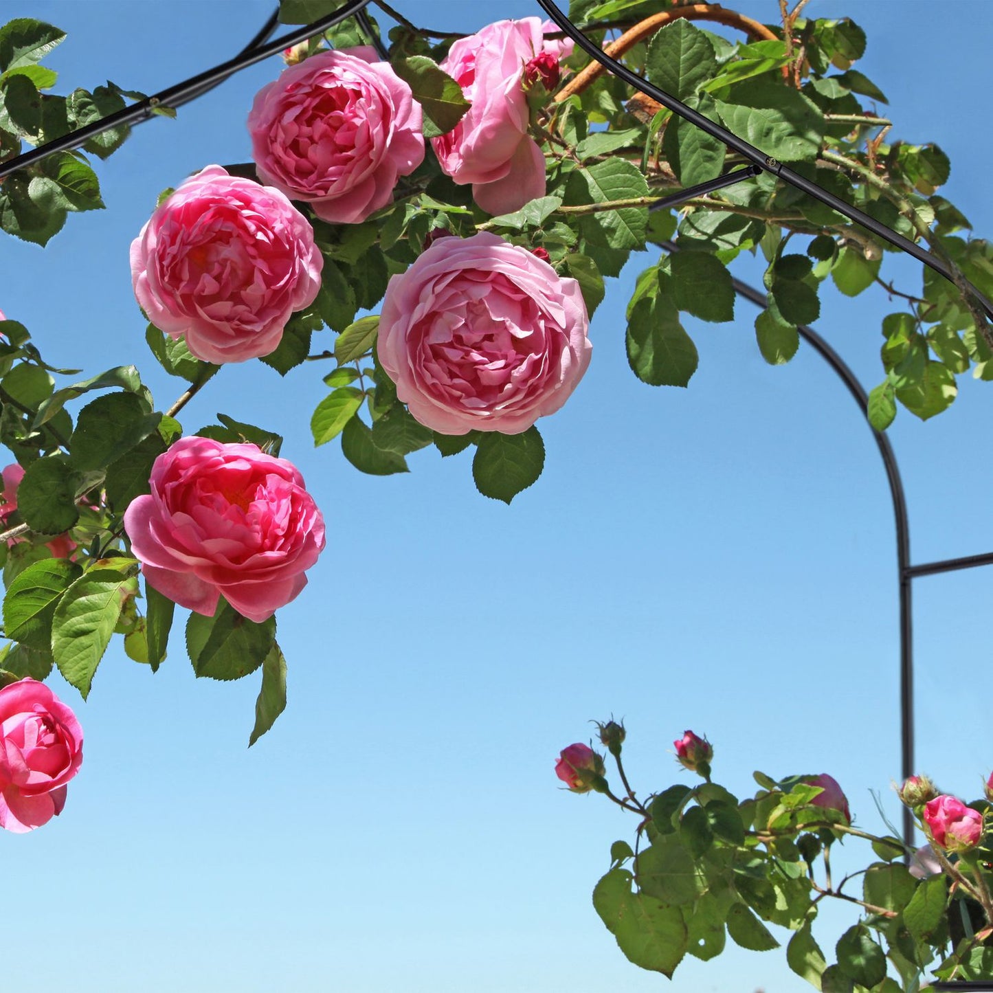 Rose arch 260 cm high