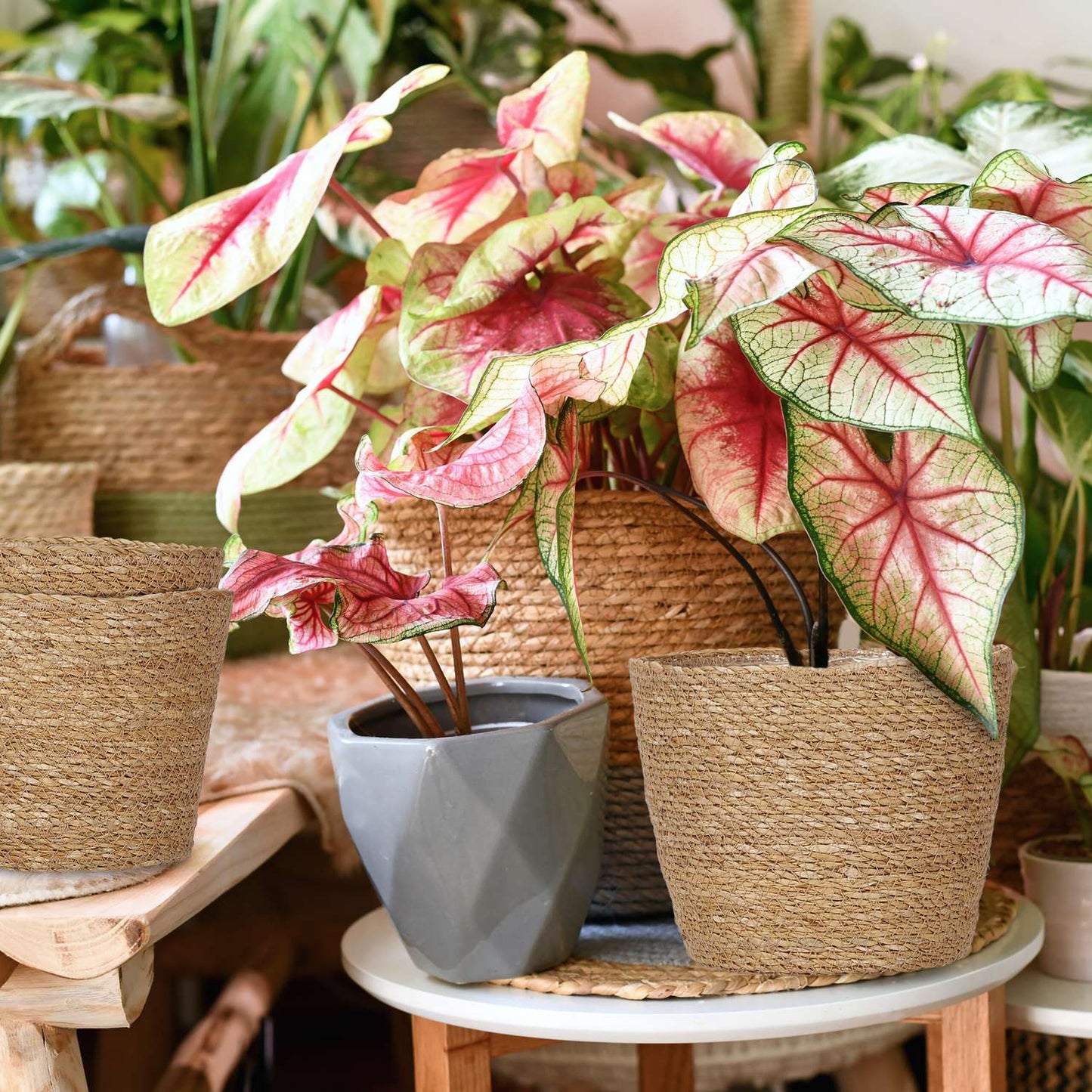 Seagrass Planters Set – 3 Indoor Wicker Flower Pots