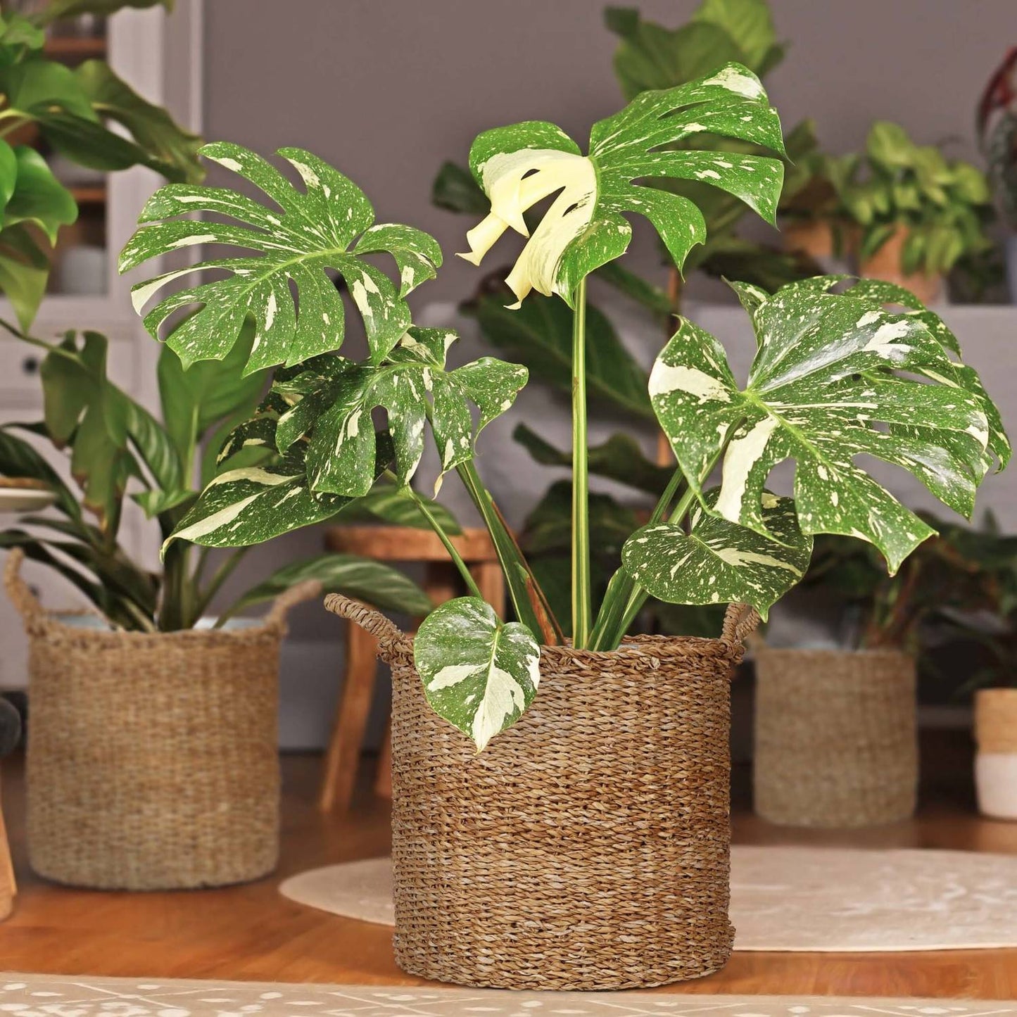 Seagrass Planting Baskets with Zinc Trays, Set of 3