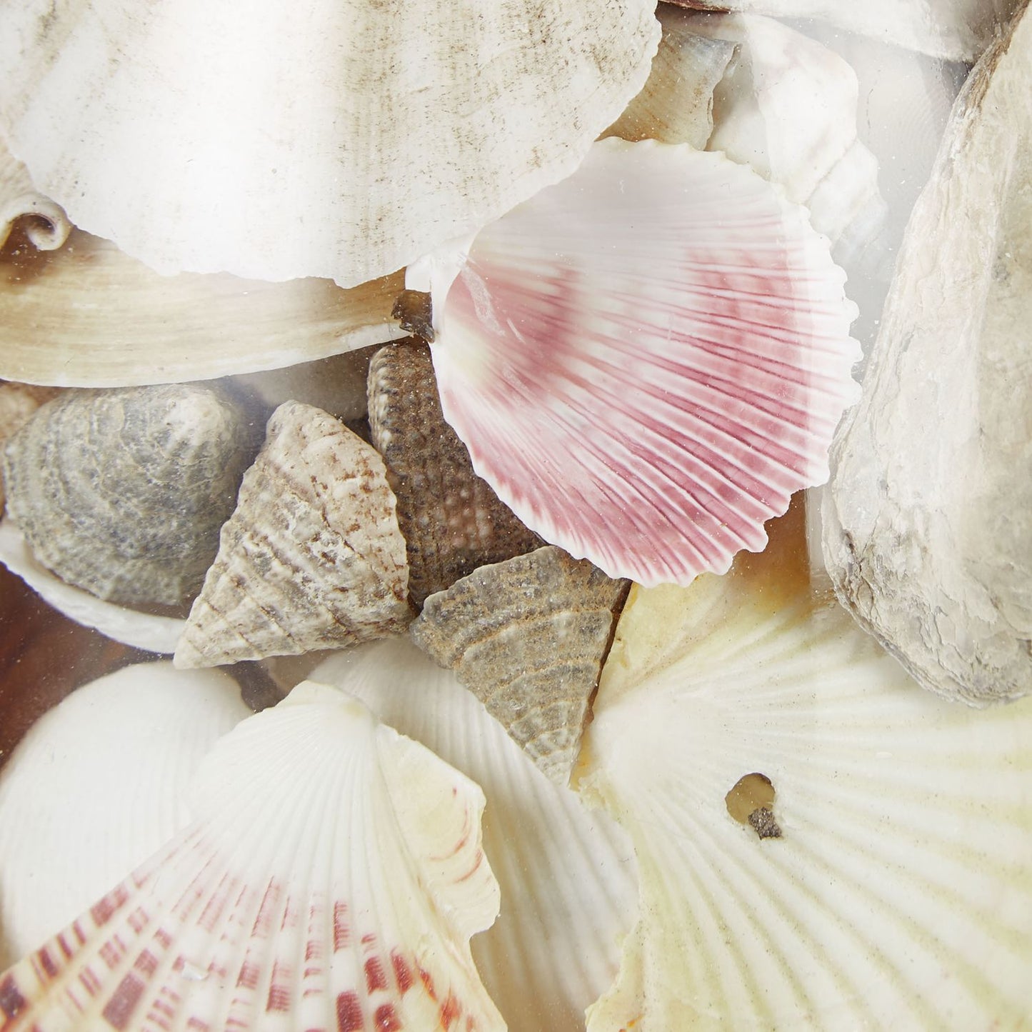 Seashell Jar Set of 3