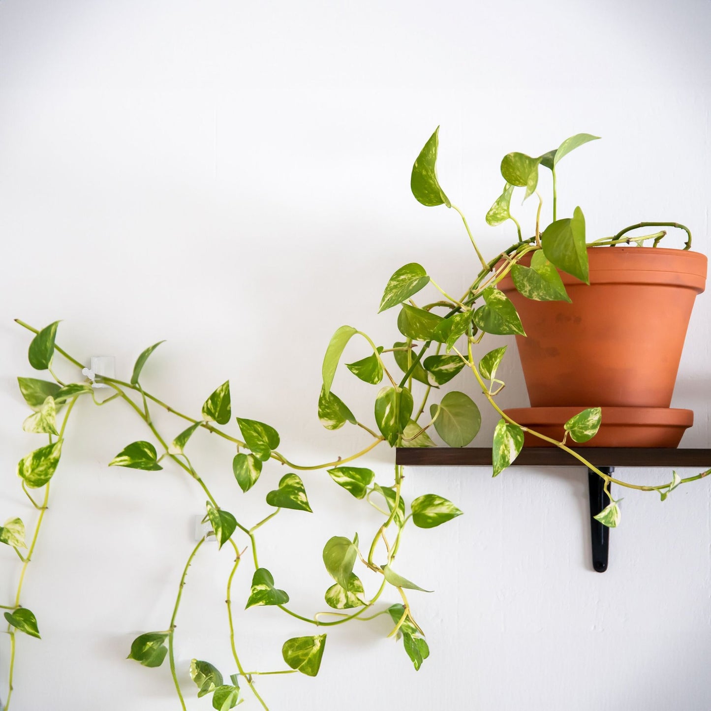Self-adhesive plant clips in a set of 240 pcs