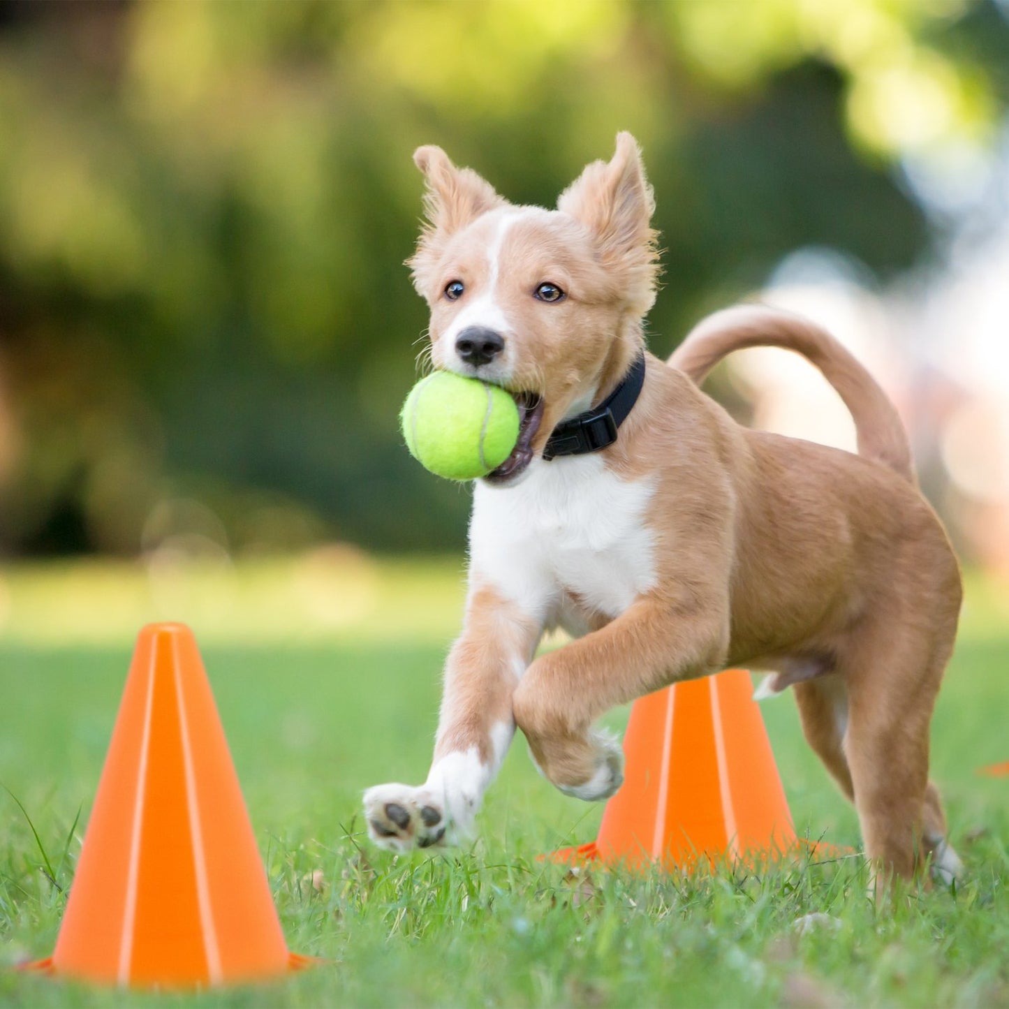 Set of 20 Orange Sports Cones