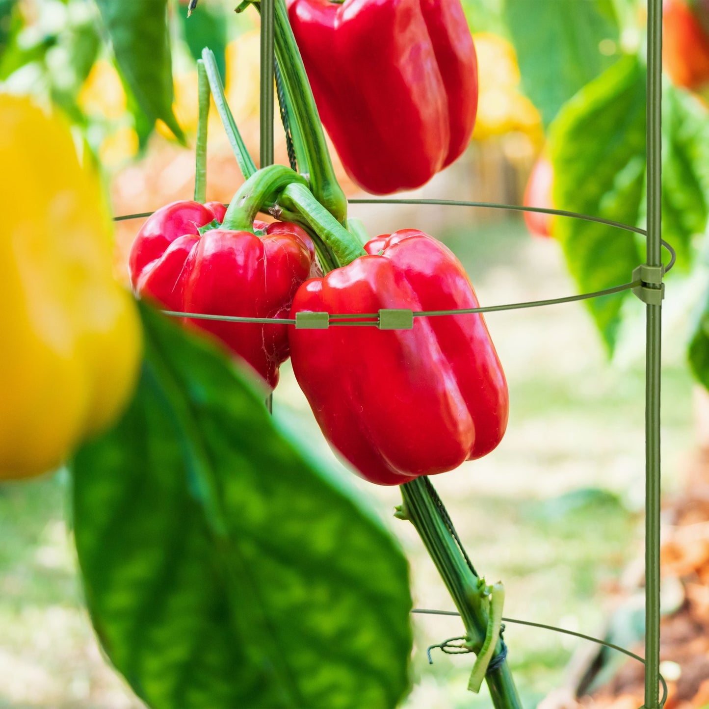 Set of 5 Round Tomato Trellises, 90 cm