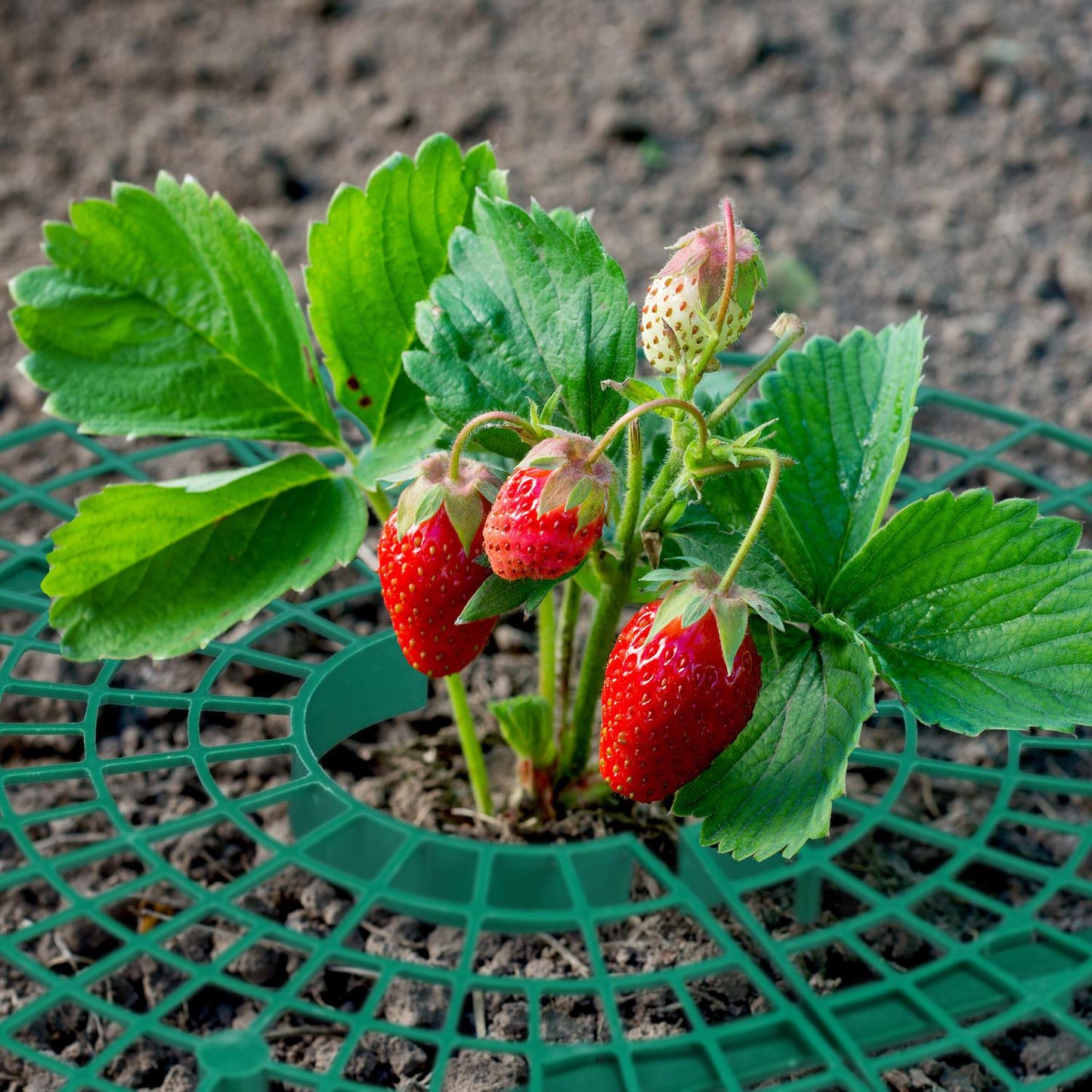 Slicer for strawberries, 10 pcs