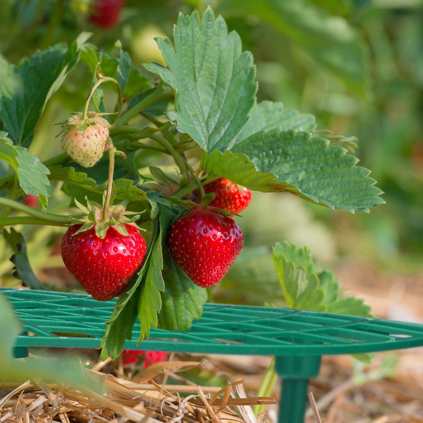 Slicer for strawberries, 10 pcs