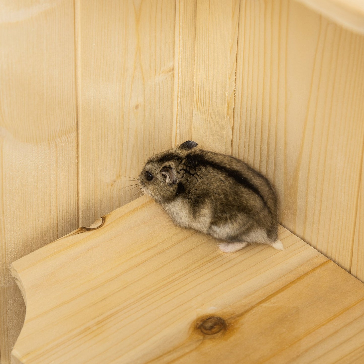 Small animal cage with mesh roof; 5-level Wood Hutch
