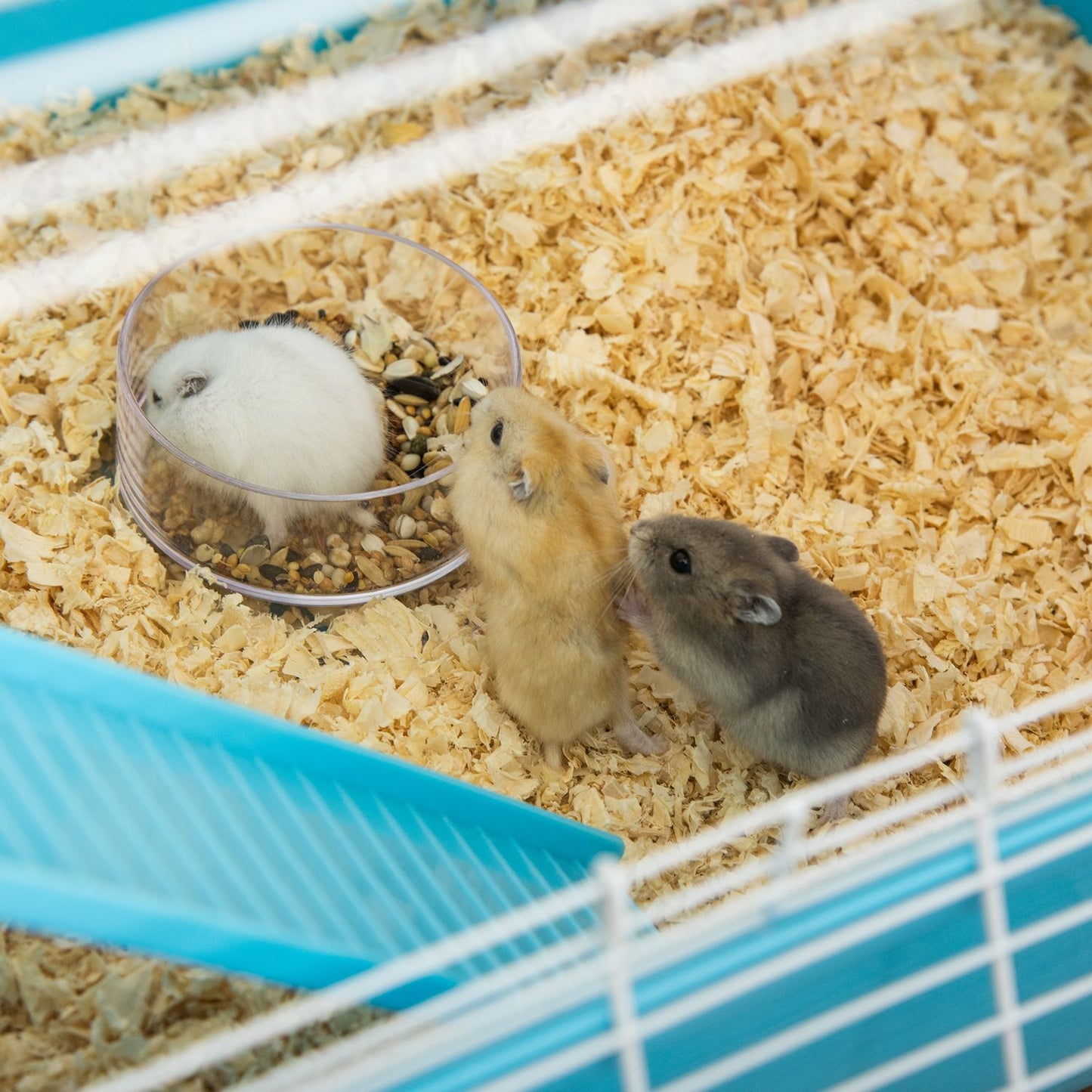 Small animal cage with ramp, running wheels, 59x36x69 cm