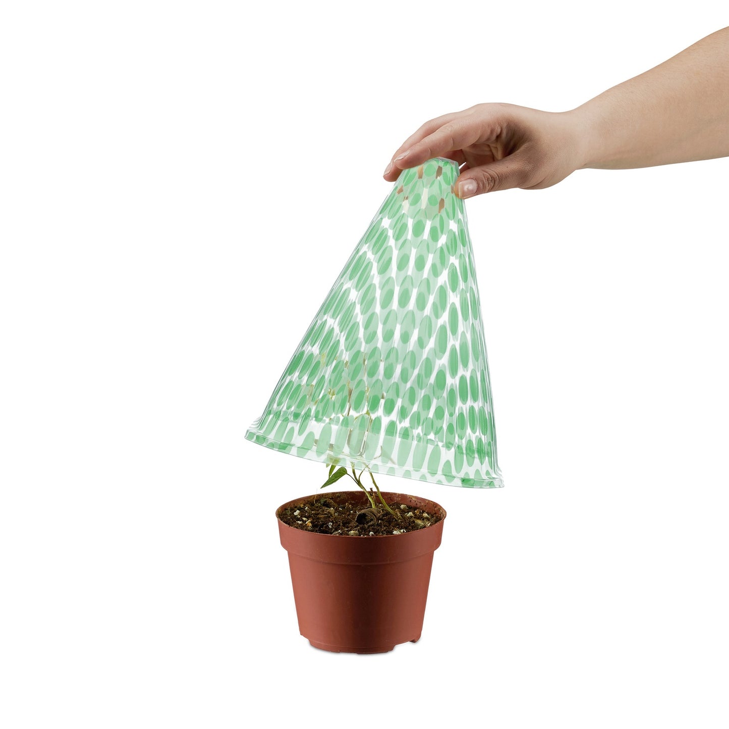 Spotted Green Plant Cone in a Set of 24