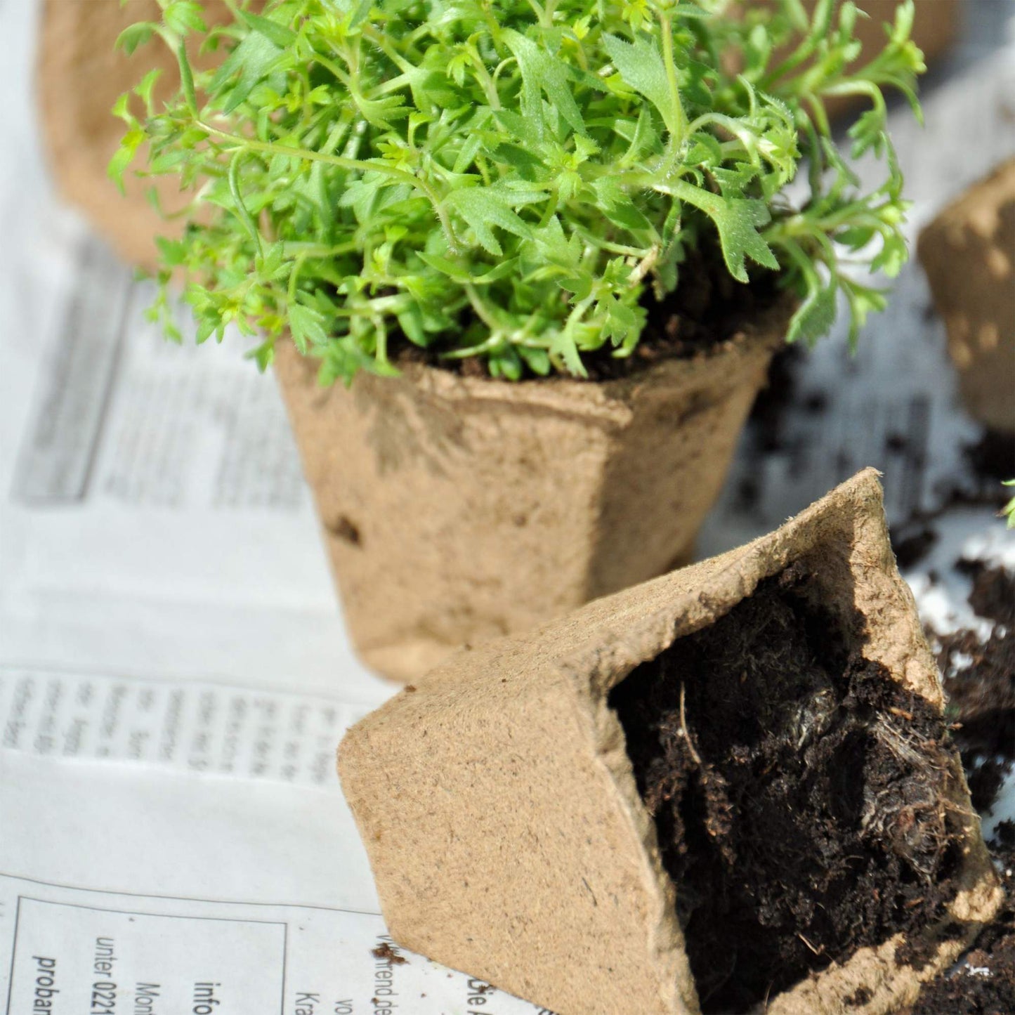 Square fiber pots