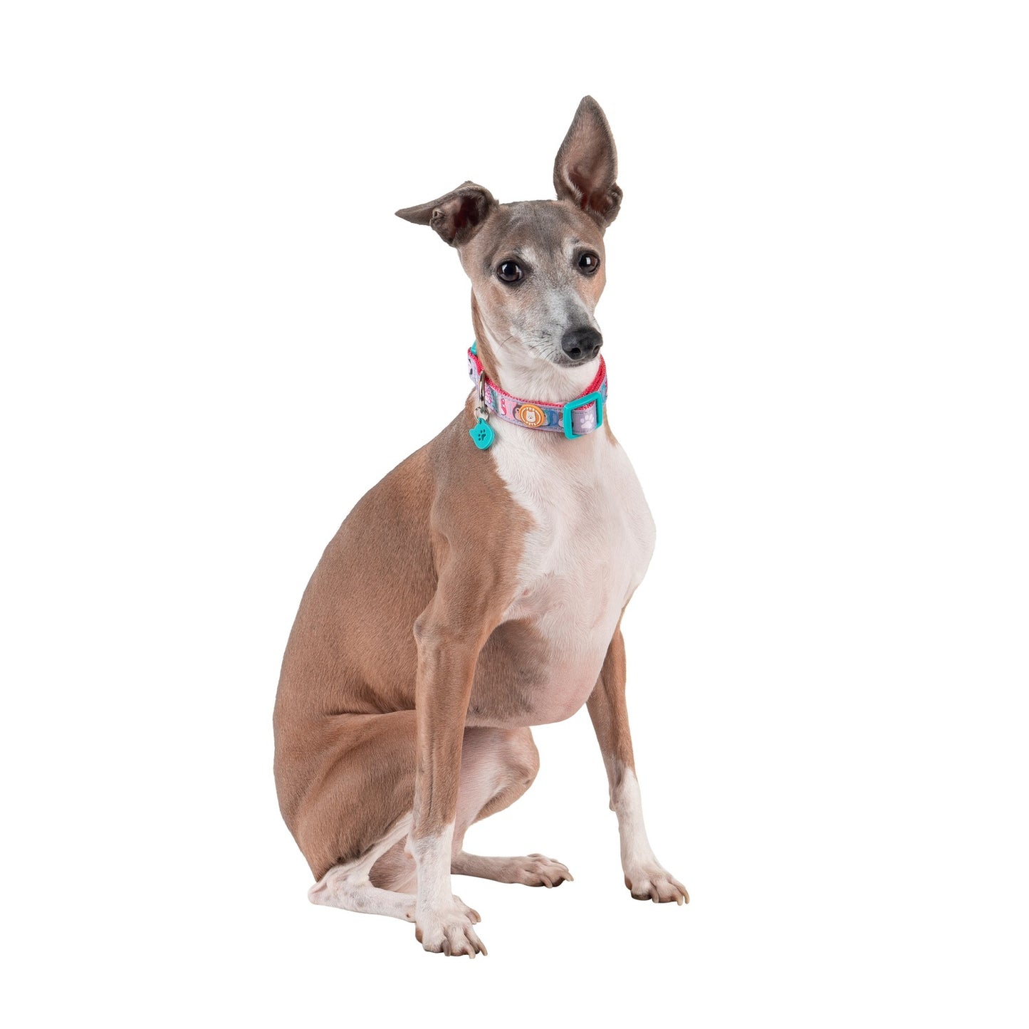 Squishmallows Dog Collar, Small