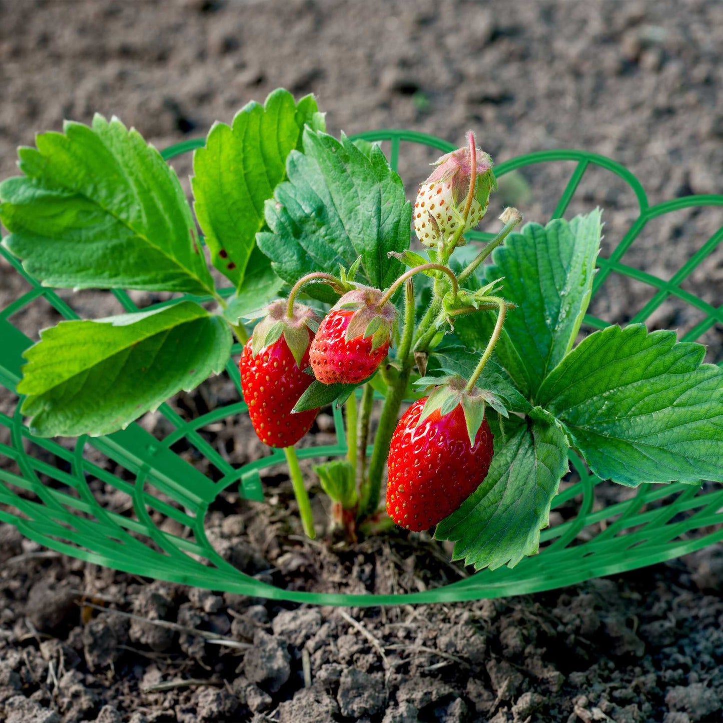 Strawberry support in set