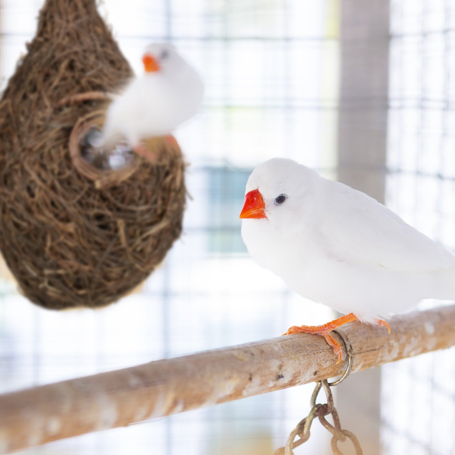 Tear Shaped Bird Nest