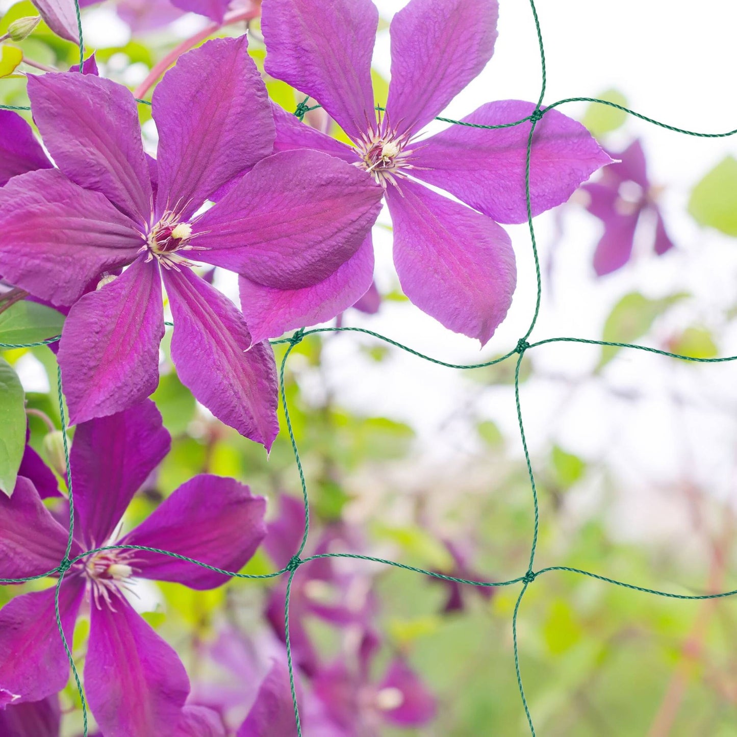 Trellis net 200 x 500 cm set of 2