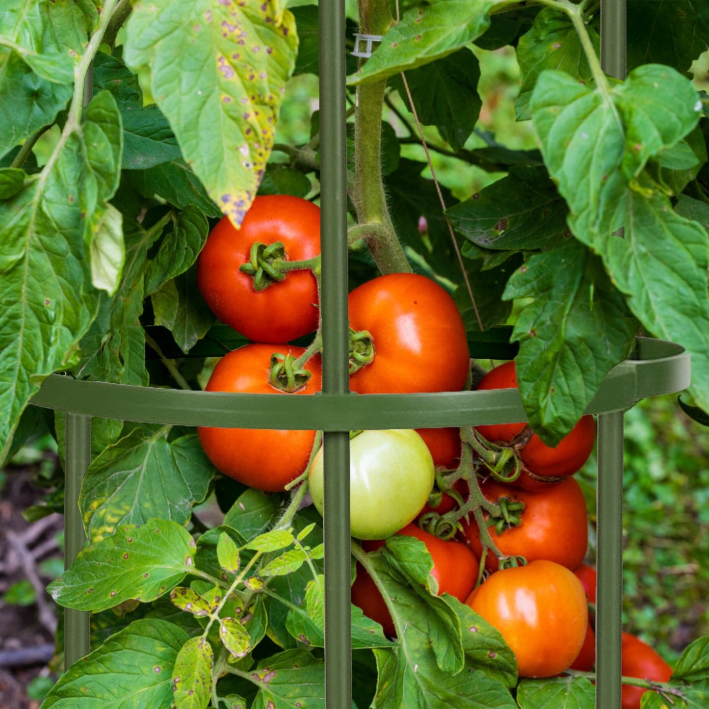 Trellis set of 2