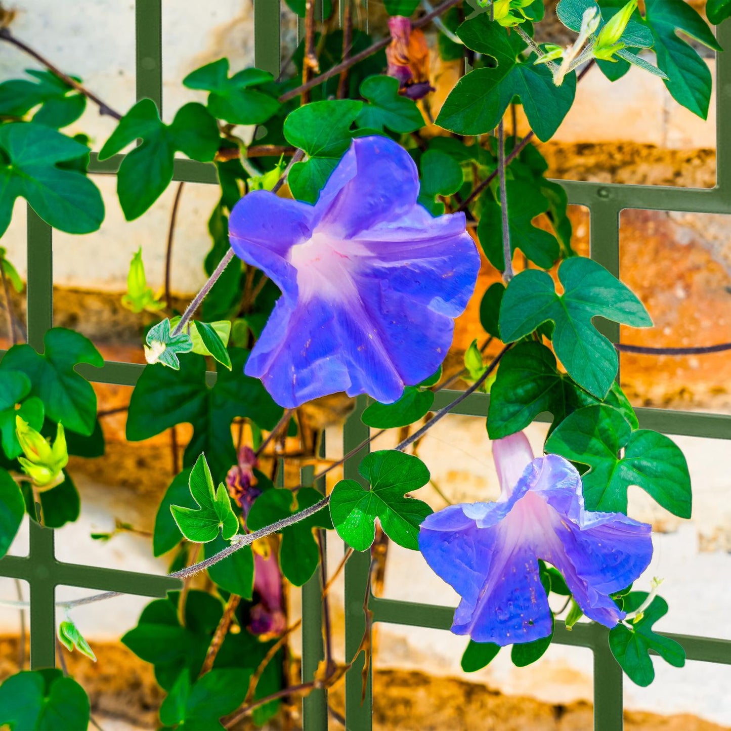 Trellis set of 3 124 cm