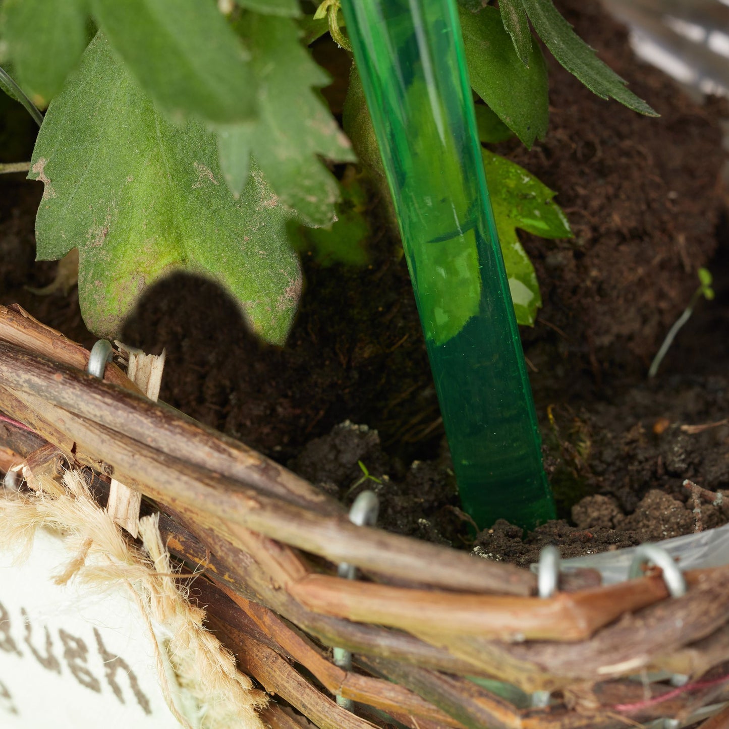 Water balloons - set of 4