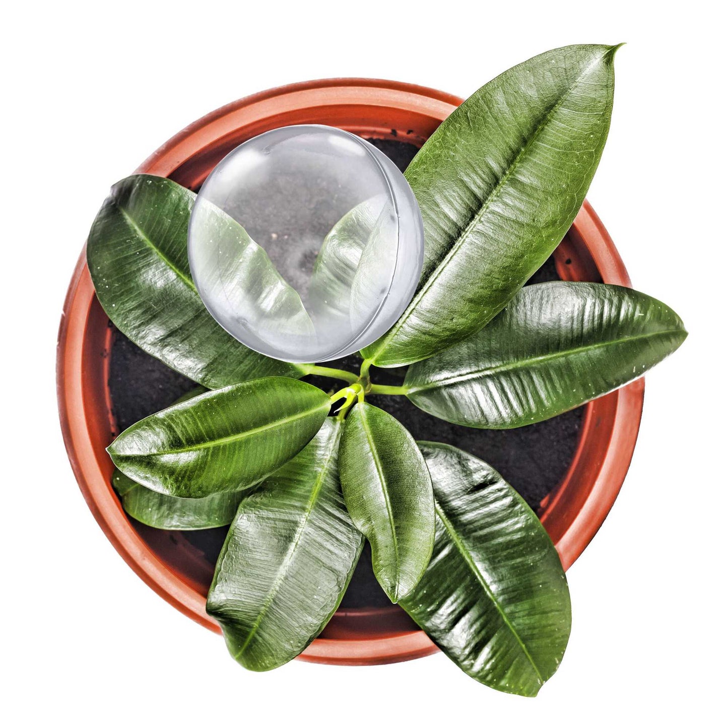 Watering balls - set of 5