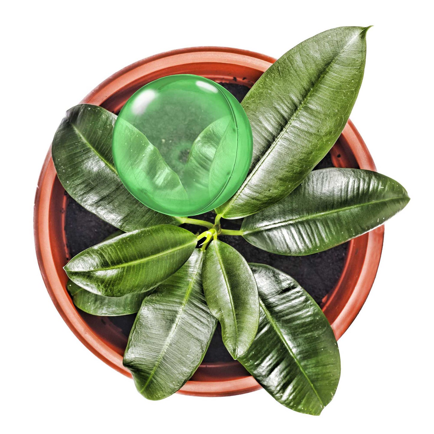 Watering balls - set of 5