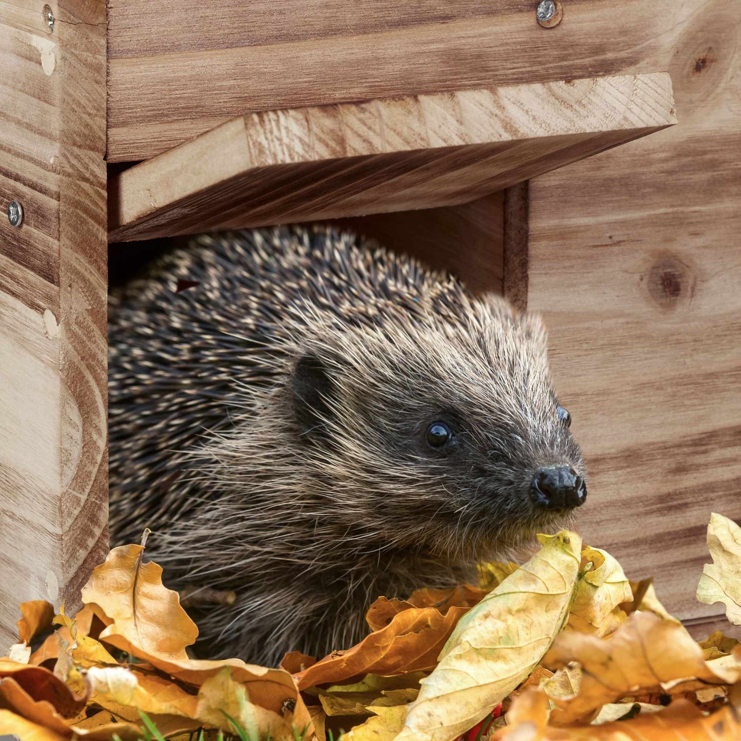 Winter-proof hedgehog house as a kit